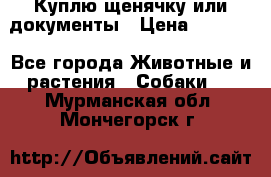 Куплю щенячку или документы › Цена ­ 3 000 - Все города Животные и растения » Собаки   . Мурманская обл.,Мончегорск г.